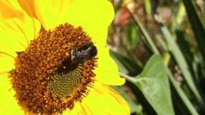 bee-on-sunflower