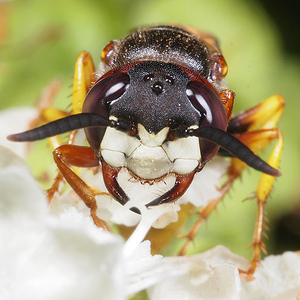 Hawaiian Cuckoo Bee – Flickr: terraincognita96 – Hylaeus Anthracinus