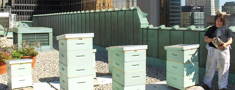 Mylee Nordin, Toronto Beekeepers Co-op, at Fairmont Royal York's Rooftop Apiary