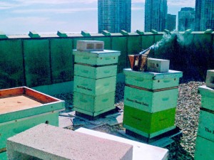 rooftop beekeeping