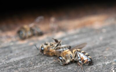 Colony Collapse Disorder (CCD)